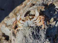Cyclograpsus audouinii