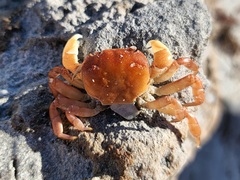 Cyclograpsus audouinii
