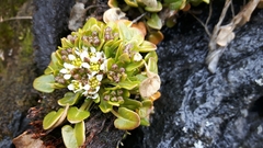 Cochlearia groenlandica
