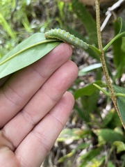 Acronicta psorallina