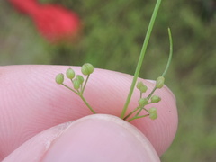 Spermolepis echinata