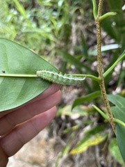 Acronicta psorallina