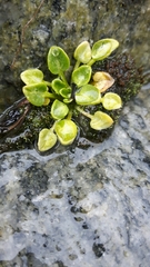 Cochlearia groenlandica