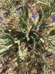 Anchusa strigosa