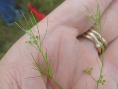 Spermolepis echinata