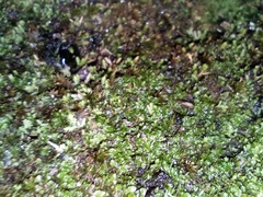 Philonotis scabrifolia