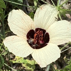 Hibiscus caesius