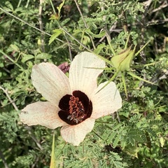 Hibiscus caesius