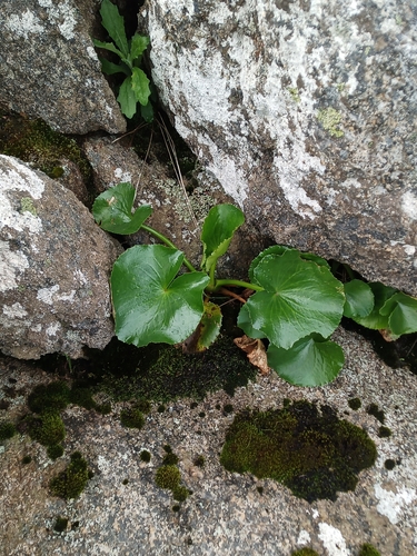 Image of Ornduffia calthifolia by (c) Em Lamond, some rights reserved (CC BY)