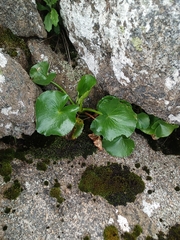 Ornduffia calthifolia