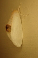 Trichiocercus mesomelas