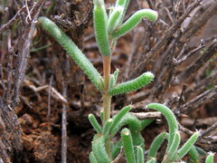 Trichodiadema setuliferum