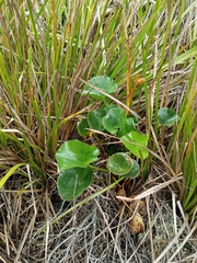 Ornduffia calthifolia