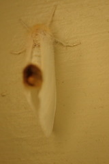 Trichiocercus mesomelas