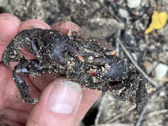 Neosarmatium trispinosum
