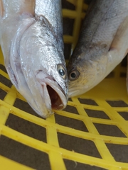 Otolithes ruber