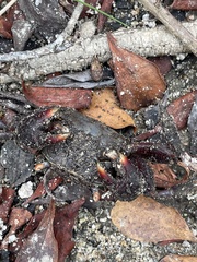 Neosarmatium trispinosum