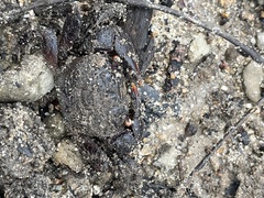 Neosarmatium trispinosum