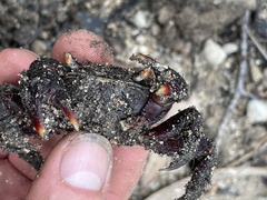 Neosarmatium trispinosum