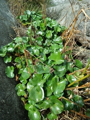 Ornduffia calthifolia