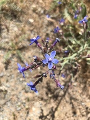 Anchusa strigosa