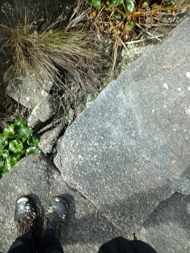 Image of Ornduffia calthifolia by (c) Em Lamond, some rights reserved (CC BY)