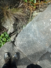 Ornduffia calthifolia