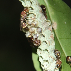 Ropalidia cyathiformis