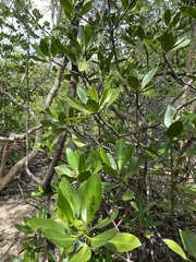 Rhizophora apiculata