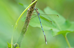 Lestes nodalis