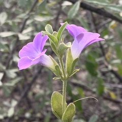 Barleria lancifolia