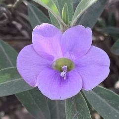 Barleria lancifolia
