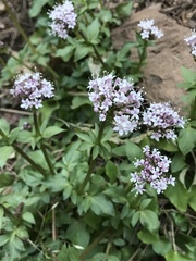 Valeriana arizonica