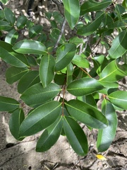 Xylocarpus moluccensis