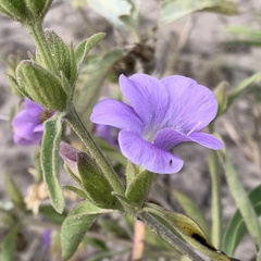 Barleria lancifolia