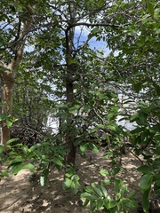 Xylocarpus moluccensis