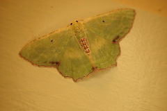 Metallochlora lineata