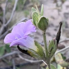 Barleria lancifolia