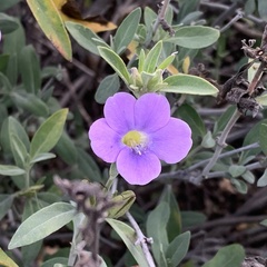 Barleria lancifolia