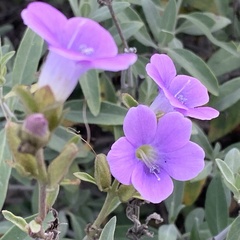 Barleria lancifolia