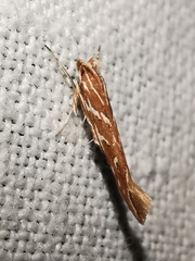 Pyroderces argyrogrammos