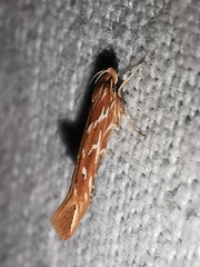 Pyroderces argyrogrammos