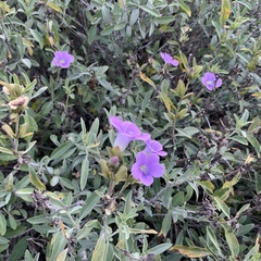 Barleria lancifolia
