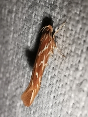 Pyroderces argyrogrammos