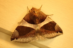 Bastilla dicoela