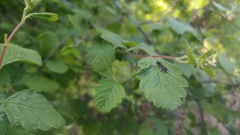 Adela septentrionella