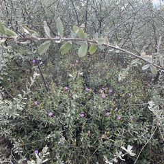 Barleria lancifolia