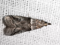 Acrobasis obliqua