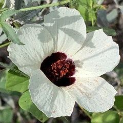 Hibiscus caesius
