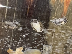Sphaeroma quadridentatum